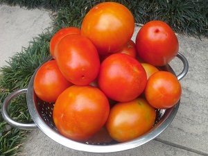 tomatoesharvesthunterbackyardveggiegrowers