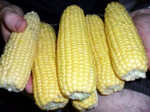 Sweet Corn Cobs
