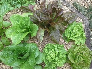 lettuceharvesthunterbackyardveggiegrowers